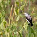White-headed Marsh Tyrant (Arundinicola leucocephala)