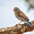 Blue-capped Cordon-bleu (Uraeginthus cyanocephalus)