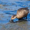 Grey Teal (Anas gracilis)