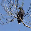 Great Black Hawk (Buteogallus urubitinga)