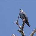 Plumbeous Kite (Ictinia plumbea)