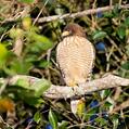 Roadside Hawk (Rupornis magnirostris)