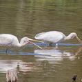 Yellow-billed Spoonbill (Platalea flavipes)