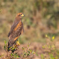 Savanna Hawk (Buteogallus meridionalis)