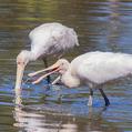 Yellow-billed Spoonbill (Platalea flavipes)