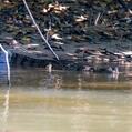 Spectacled Caiman (Caiman crocodilus)