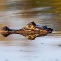 Spectacled Caiman (Caiman crocodilus)