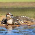 Spectacled Caiman (Caiman crocodilus)