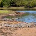 Spectacled Caiman (Caiman crocodilus)