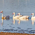 Coscoroba Swan (Coscoroba coscoroba)