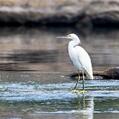Snowy Egret (Egretta thula)