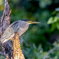 Striated Heron (Butorides striata)