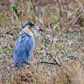 Whistling Heron (Syrigma sibilatrix)