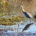 Whistling Heron (Syrigma sibilatrix)
