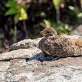Lesser Nighthawk (Chordeiles acutipennis)