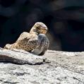 Lesser Nighthawk (Chordeiles acutipennis)