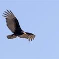 Lesser Yellow-headed Vulture (Cathartes burrovianus)