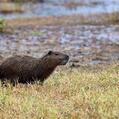 Capybara (Hydrochoerus hydrochaeris)