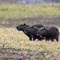 Capybara (Hydrochoerus hydrochaeris)