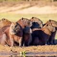 Capybara (Hydrochoerus hydrochaeris)