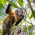 Tufted Capuchin (Sapajus apella)