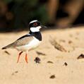 Pied Plover (Hoploxypterus cayanus)