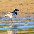 Pied Plover (Hoploxypterus cayanus)