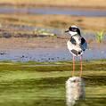 Pied Plover (Hoploxypterus cayanus)