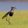 Southern Lapwing (Vanellus chilensis)