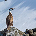 Antarctic Shag (Leucocarbo bransfieldensis)