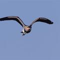Southern Lapwing (Vanellus chilensis)