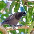 Purplish Jay (Cyanocorax cyanomelas)