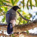 Purplish Jay (Cyanocorax cyanomelas)