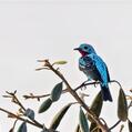 Spangled Cotinga (Cotinga cayana)