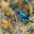 Spangled Cotinga (Cotinga cayana)