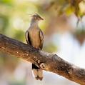 Guira Cuckoo (Guira guira)