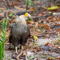 Southern Crested Caracara (Caracara plancus)