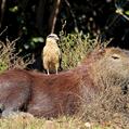 Yellow-headed Caracara (Milvago chimachima)