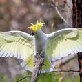 Sulphur-crested Cockatoo (Cacatua galerita)