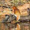 Yellow-chinned Spinetail (Certhiaxis cinnamomeus)