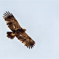 Golden Eagle (Aquila chrysaetos)