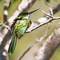 Rufous-tailed Jacamar (Galbula ruficauda)