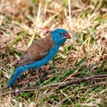 Blue-capped Cordon-bleu (Uraeginthus cyanocephalus)