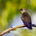 Brown-chested Martin (Progne tapera)