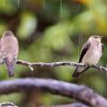 Brown-chested Martin (Progne tapera)