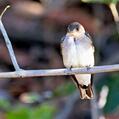 Brown-chested Martin (Progne tapera)