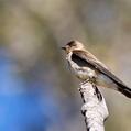 Brown-chested Martin (Progne tapera)
