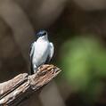 White-winged Swallow (Tachycineta albiventer)