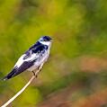 White-winged Swallow (Tachycineta albiventer)