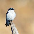White-winged Swallow (Tachycineta albiventer)